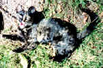 If you half close your eyes - you will see a picture of a wolf to the right of Clipsie's shoulders