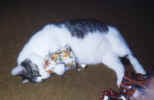 Kitt Katt - Big, Soft, Cuddly Lump that he was :)