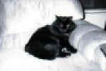 picture of Boris the stray cat