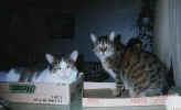Tiger - tiny farm cat from Campbellville, Ontario & huge son Kitt Katt